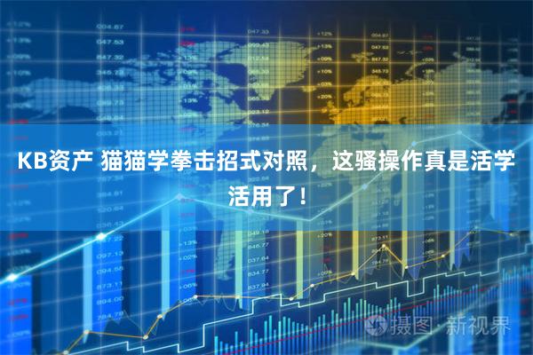 KB资产 猫猫学拳击招式对照，这骚操作真是活学活用了！